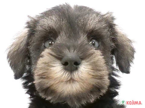 東京都のミニチュアシュナウザー (コジマ練馬店/2024年5月11日生まれ/男の子/ソルトペッパー)の子犬