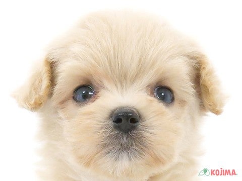 茨城県のマルプー(マルチーズ×プードル) (コジマイーアスつくば店/2024年5月21日生まれ/女の子/クリームホワイト)の子犬
