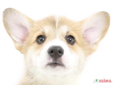 東京都のウェルシュコーギーペンブローク (コジマ木場店/2024年5月19日生まれ/男の子/セーブルホワイト)の子犬