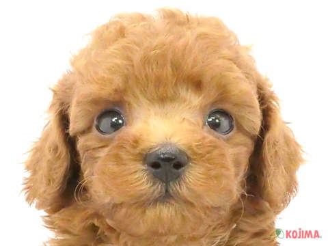 埼玉県のトイプードル(トイ) (コジマ大宮店/2024年5月14日生まれ/男の子/レッド)の子犬