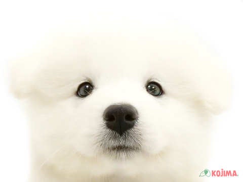 千葉県のサモエド (コジマアリオ柏店/2024年5月20日生まれ/女の子/ホワイト)の子犬