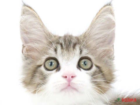 東京都のメインクーン (コジマ木場店/2024年4月29日生まれ/男の子/ブラウンタビーホワイト)の子猫
