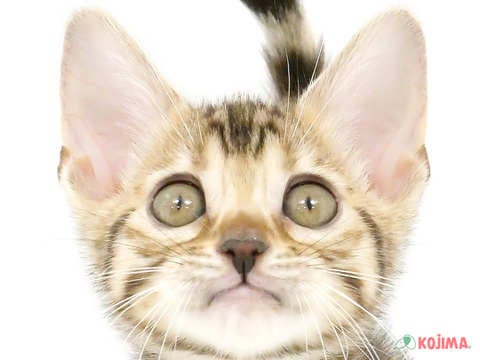 茨城県のベンガル (コジマイーアスつくば店/2024年5月15日生まれ/女の子/ブラウンスポットタビー)の子猫