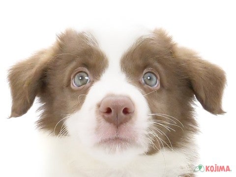茨城県のボーダーコリー (コジマイーアスつくば店/2024年5月22日生まれ/男の子/チョコレートホワイト)の子犬