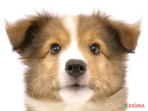 東京都のシェットランドシープドッグ (コジマ国分寺店/2024年5月22日生まれ/女の子/セーブルホワイト)の子犬