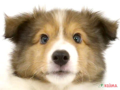 千葉県のシェットランドシープドッグ (コジマ松戸店/2024年5月22日生まれ/男の子/セーブルホワイト)の子犬