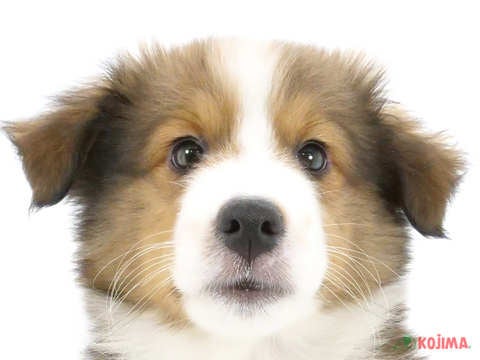 東京都のシェットランドシープドッグ (コジマ練馬店/2024年5月22日生まれ/男の子/セーブルホワイト)の子犬