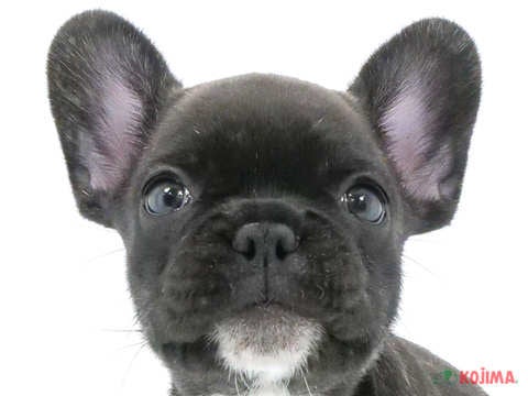 埼玉県のフレンチブルドッグ (コジマ浦和店/2024年5月18日生まれ/女の子/ブリンドルホワイト)の子犬