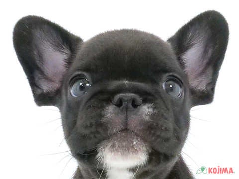 東京都のフレンチブルドッグ (コジマ阿佐ヶ谷店/2024年5月18日生まれ/男の子/ブリンドルホワイト)の子犬