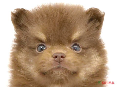 東京都のポメラニアン (コジマGRAND亀戸店/2024年5月20日生まれ/女の子/チョコレートタン)の子犬