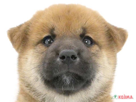 東京都の柴犬(標準サイズ) (コジマ西篠崎店/2024年5月20日生まれ/男の子/赤)の子犬