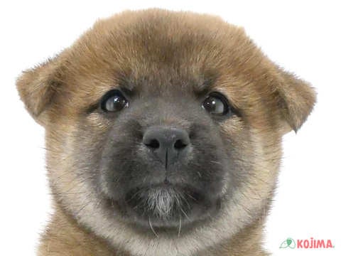 東京都の柴犬(標準サイズ) (コジマ国分寺店/2024年5月20日生まれ/男の子/赤)の子犬
