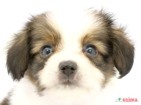 東京都のパピヨン (コジマソコラ用賀店/2024年5月19日生まれ/男の子/ホワイトブラウン)の子犬