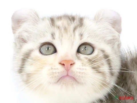 東京都のアメリカンカール (コジマアリオ北砂店/2024年5月14日生まれ/女の子/シルバーパッチドタビー)の子猫