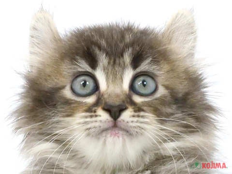東京都のアメリカンカール (コジマ板橋店/2024年5月14日生まれ/女の子/ブラウンパッチドタビー)の子猫
