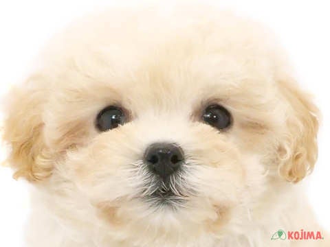 東京都のマルプー(マルチーズ×プードル) (コジマ木場店/2024年5月19日生まれ/女の子/アプリコット)の子犬