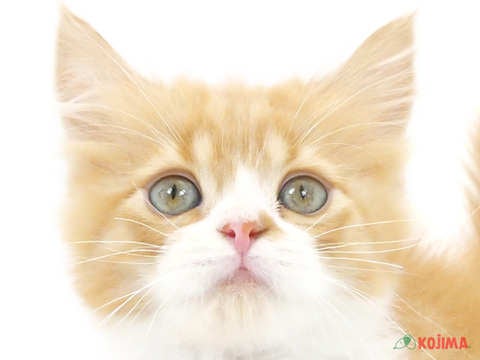 東京都のスコティッシュストレート (コジマアリオ亀有店/2024年5月20日生まれ/男の子/レッドタビーホワイト)の子猫
