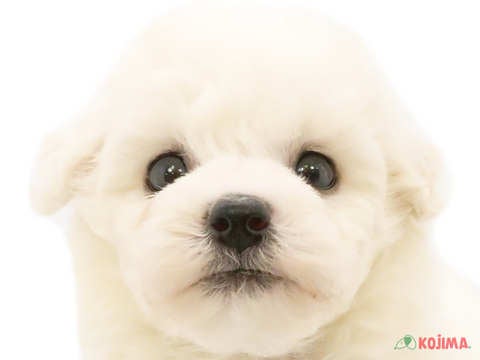 東京都のビションフリーゼ (コジマ国分寺店/2024年5月21日生まれ/男の子/ホワイト)の子犬