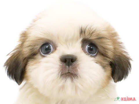 神奈川県のシーズー (コジマアリオ橋本店/2024年5月19日生まれ/女の子/ホワイトゴールド)の子犬