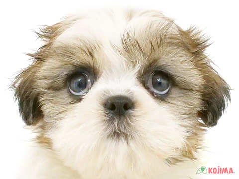 千葉県のシーズー (コジマアリオ市原店/2024年5月19日生まれ/女の子/ホワイトゴールド)の子犬