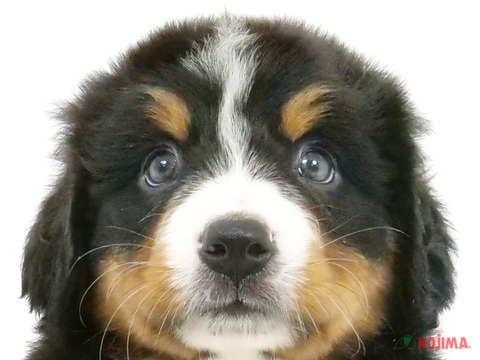 茨城県のバーニーズマウンテンドッグ (コジマイーアスつくば店/2024年5月21日生まれ/女の子/ブラックラストホワイト)の子犬
