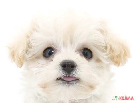 千葉県のマルプー(マルチーズ×プードル) (コジマ四街道店/2024年5月19日生まれ/女の子/クリーム)の子犬
