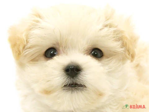 東京都のマルプー(マルチーズ×プードル) (コジマ町田店/2024年5月19日生まれ/男の子/アプリコット)の子犬