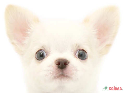 東京都のチワワ(ロング) (コジマ高井戸店/2024年5月20日生まれ/男の子/ホワイトクリーム)の子犬
