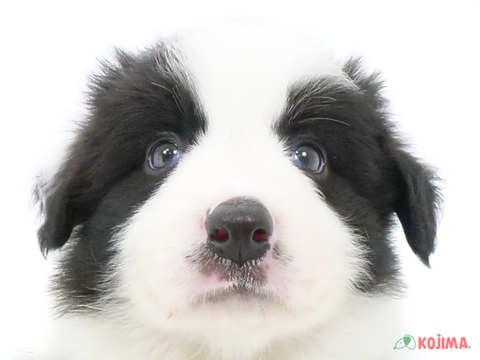埼玉県のボーダーコリー (コジマ三郷店/2024年5月14日生まれ/男の子/ブラックホワイト)の子犬