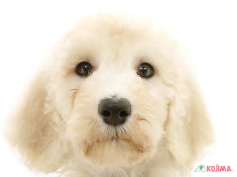 東京都のスタンダードプードル (コジマ八王子店/2024年5月10日生まれ/女の子/ホワイト)の子犬