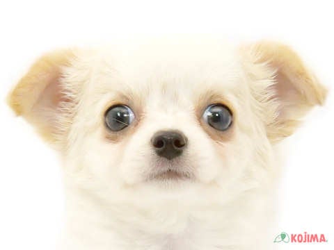 東京都のチワワ(ロング) (コジマ足立店/2024年5月20日生まれ/女の子/クリームホワイト)の子犬
