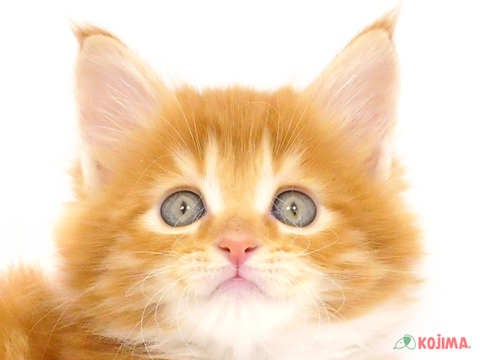 東京都のメインクーン (コジマアリオ西新井店/2024年5月20日生まれ/男の子/レッドタビーホワイト)の子猫