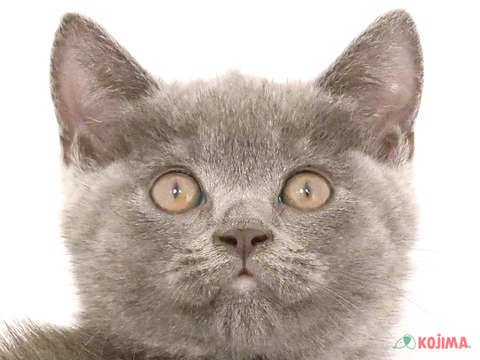 東京都のブリティッシュショートヘアー (コジマ木場店/2024年5月17日生まれ/男の子/ブルー)の子猫