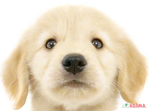 東京都のゴールデンレトリバー (コジマアリオ葛西店/2024年5月16日生まれ/男の子/ゴールデン)の子犬