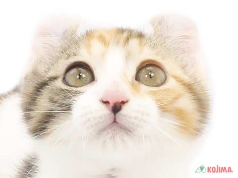 東京都のアメリカンカール (コジママチノマ大森店/2024年5月15日生まれ/女の子/キャリコ)の子猫