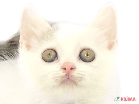 東京都のマンチカン (コジマアリオ北砂店/2024年5月20日生まれ/男の子/ブルータビーホワイト)の子猫
