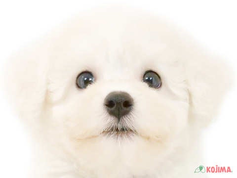 東京都のビションフリーゼ (コジマ板橋店/2024年5月21日生まれ/男の子/ホワイト)の子犬