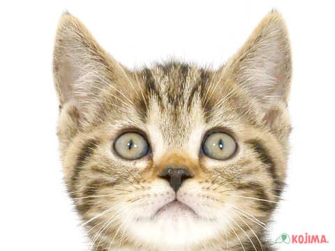 東京都のアメリカンショートヘアー (コジマソコラ用賀店/2024年5月21日生まれ/男の子/ブラウンタビー)の子猫