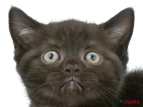 東京都のアメリカンショートヘアー (コジマ阿佐ヶ谷店/2024年5月21日生まれ/男の子/ブラック)の子猫
