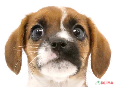 東京都のハーフ犬・ミックス犬 (コジマ練馬店/2024年5月21日生まれ/女の子/レッドホワイト)の子犬