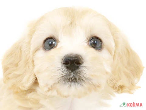 千葉県のマルプー(マルチーズ×プードル) (コジマ四街道店/2024年5月21日生まれ/女の子/アプリコット)の子犬