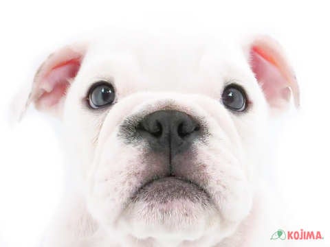 埼玉県のブルドッグ (コジマ和光店/2024年5月12日生まれ/女の子/ホワイトレッド)の子犬