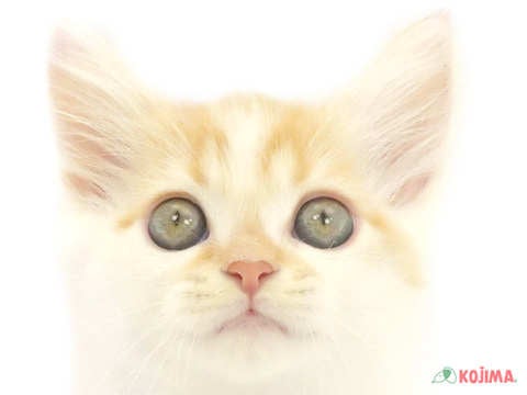 埼玉県のマンチカン (コジマ戸田公園店/2024年5月17日生まれ/男の子/レッドタビーホワイト)の子猫
