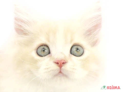 東京都のマンチカン (コジマ竹ノ塚店/2024年5月17日生まれ/男の子/クリームタビーホワイト)の子猫