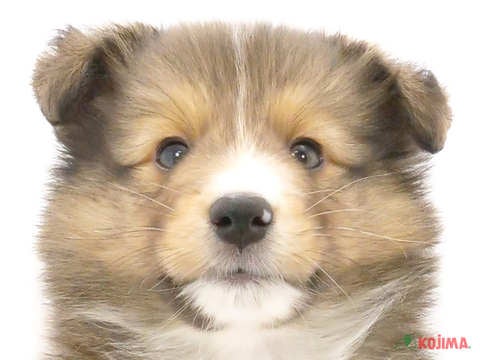 東京都のシェットランドシープドッグ (コジマアリオ北砂店/2024年5月23日生まれ/男の子/セーブルホワイト)の子犬