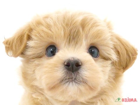 東京都のマルプー(マルチーズ×プードル) (コジマ練馬店/2024年5月23日生まれ/女の子/アプリコット)の子犬