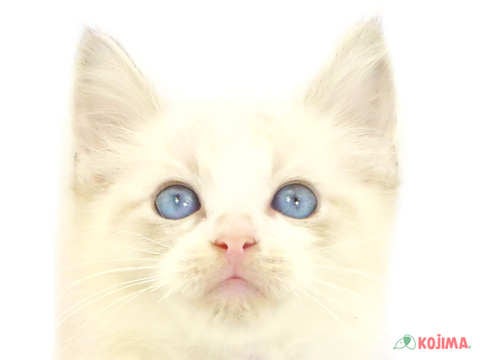東京都のラグドール (コジママチノマ大森店/2024年5月23日生まれ/男の子/ブルーポイントバイカラー)の子猫