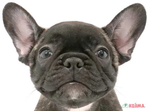 東京都のフレンチブルドッグ (コジマソコラ用賀店/2024年5月24日生まれ/女の子/ブリンドル)の子犬