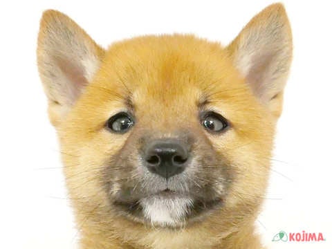 東京都の柴犬(標準サイズ) (コジマ板橋店/2024年5月26日生まれ/男の子/赤)の子犬