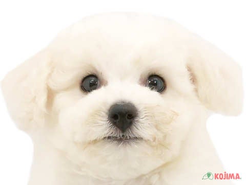 千葉県のビションフリーゼ (コジマアリオ蘇我店/2024年5月17日生まれ/男の子/ホワイト)の子犬
